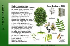 10-Esche-5
