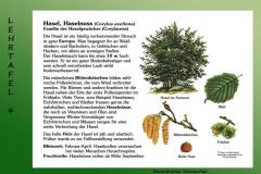 11-Haselnuss-6
