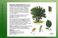 12-Salweide-7