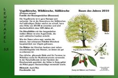 17-Vogelkirsche-12