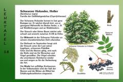 23-Schwarzer-Holunder-18