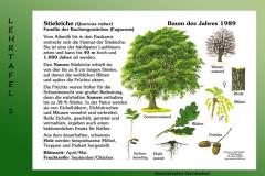 6-Stieleiche-1