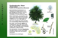 7-Traubenkirsche-2