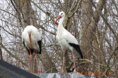 fauna-stoerche-2