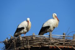 fauna-stoerche-3