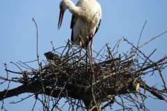 fauna-stoerche-4