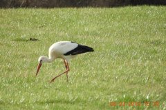 fauna-stoerche-5