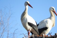 fauna-stroerche-1