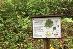 Baumlehrpfad-Elsbeere