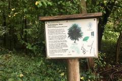 Baumlehrpfad-Elster