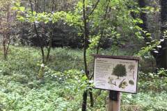 Wildapfel-2