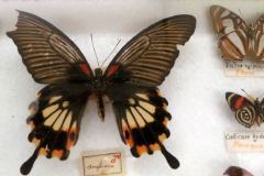 Ausstellung-der-VUN-in-der-Maingauhalle-12