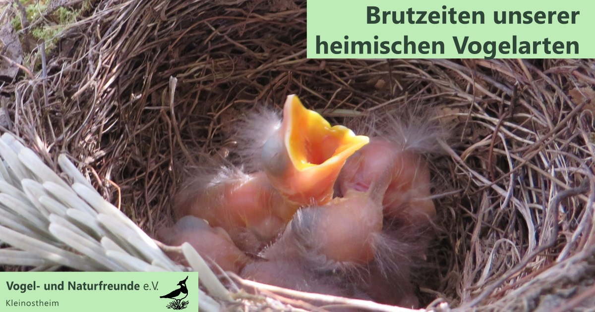 Brutzeiten Von Vögeln - Vogel- Und Naturfreunde E. V.